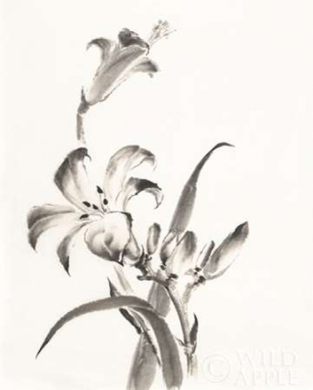 Sumi Daylily II Poster Print by Chris Paschke - Item # VARPDX25168
